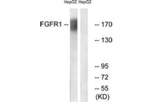 Western blot analysis of extracts from HepG2 cells, using FGFR1 (Ab-766) Antibody. (FGFR1 抗体  (AA 736-785))