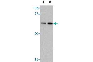 Western blot analysis of TCTN1 in mouse kidney tissue lysate with TCTN1 polyclonal antibody  at (1) 1 and (2) 2ug/mL. (TCTN1 抗体  (N-Term))