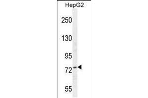 Western blot analysis in HepG2 cell line lysates (35ug/lane). (Nucleolin 抗体  (AA 428-455))