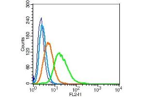 RSC96 cells probed with Aromatase Polyclonal Antibody, Unconjugated  at 1:20 for 30 minutes followed by incubation with a conjugated secondary (PE Conjugated) (green) for 30 minutes compared to control cells (blue), secondary only (light blue) and isotype control (orange).
