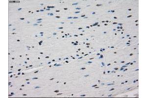 Image no. 1 for anti-Fc gamma RII (CD32) antibody (ABIN1497255) (Fc gamma RII (CD32) 抗体)