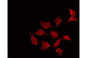 ABIN6274117 staining RAW264.