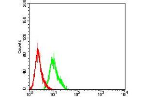 Flow cytometric analysis of Hela cells using AFAP1L2 mouse mAb (green) and negative control (red). (AFAP1L2 抗体  (AA 674-818))