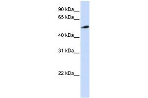 WB Suggested Anti-C10orf33 Antibody Titration:  0. (PYROXD2 抗体  (N-Term))
