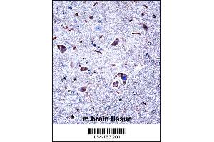 Mouse Csnk1g1 Antibody immunohistochemistry analysis in formalin fixed and paraffin embedded mouse brain tissue followed by peroxidase conjugation of the secondary antibody and DAB staining. (CSNK1G1 抗体  (C-Term))