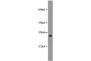 Western Blotting (WB) image for Heme Oxygenase (Decycling) 1 (HMOX1) ELISA Kit (ABIN1115379) (HMOX1 ELISA 试剂盒)