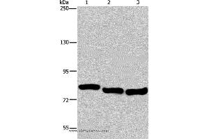 Western blot analysis of A549, Hela and K562 cell, using GAB2 Polyclonal Antibody at dilution of 1:300 (GAB2 抗体)