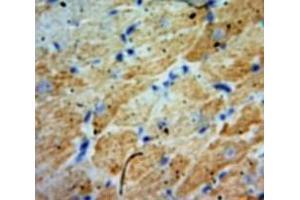 IHC-P analysis of Heart tissue, with DAB staining. (Angiopoietin 2 抗体  (AA 24-165))