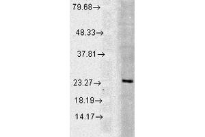 Western blot analysis of Human Cell line lysates showing detection of Rab5 protein using Rabbit Anti-Rab5 Polyclonal Antibody . (RAB5 抗体  (Atto 594))