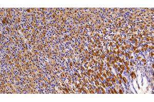 Detection of LDHB in Rat Stomach Tissue using Polyclonal Antibody to Lactate Dehydrogenase B (LDHB) (LDHB 抗体  (AA 1-334))