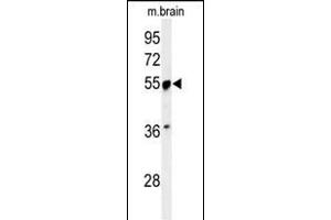 Western blot analysis of PRPF19 Antibody (N-term) (ABIN651064 and ABIN2840055) in mouse brain tissue lysates (35 μg/lane). (PRP19 抗体  (N-Term))