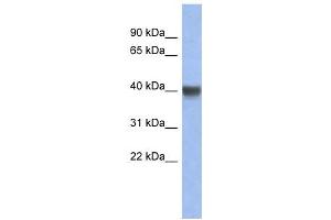 INSIG1 antibody used at 1 ug/ml to detect target protein. (INSIG1 抗体  (Middle Region))