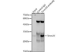 Immunoprecipitation analysis of 300 μg extracts of A-549 cells using 3 μg Timm29 antibody (ABIN7268551). (TIMM29 抗体)