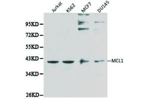 Western blot analysis of extracts of various cell lines, using MCL1 antibody. (MCL-1 抗体  (AA 120-220))