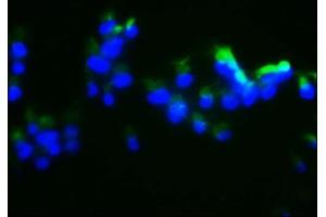 Immunofluorescence (IF) image for anti-Dual Specificity Phosphatase 13 (DUSP13) (AA 1-198) antibody (ABIN7150742)