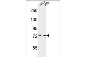 CEP63 Antibody (Center) (ABIN651000 and ABIN2840033) western blot analysis in WiDr,293 cell line lysates (35 μg/lane). (CEP63 抗体  (AA 520-548))