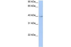 WB Suggested Anti-ZBTB6 Antibody Titration:  0. (ZBTB6 抗体  (Middle Region))