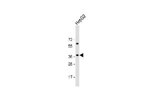 Anti-E2F5 Antibody (N-term) at 1:2000 dilution + HepG2 whole cell lysate Lysates/proteins at 20 μg per lane. (E2F5 抗体  (N-Term))