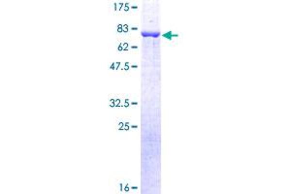 Arrestin 3 Protein (AA 1-409) (GST tag)