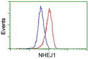 Image no. 2 for anti-Nonhomologous End-Joining Factor 1 (NHEJ1) antibody (ABIN1499729) (NHEJ1 抗体)