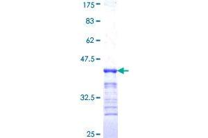 BAF53A Protein (AA 1-80) (GST tag)
