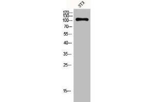 Western Blot analysis of 3T3 cells using GPR110 Polyclonal Antibody (G Protein-Coupled Receptor 110 抗体  (C-Term))