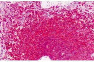 Image no. 1 for anti-G Protein-Coupled Receptor, Family C, Group 6, Member A (GPRC6A) (N-Term) antibody (ABIN1502564) (GPRC6A 抗体  (N-Term))