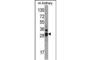 Western blot analysis of DDAH1 Antibody in mouse kidney tissue lysates (35ug/lane) (DDAH1 抗体  (C-Term))