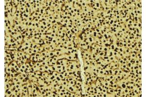 ABIN6277606 at 1/100 staining Mouse liver tissue by IHC-P. (PRPF3 抗体  (N-Term))