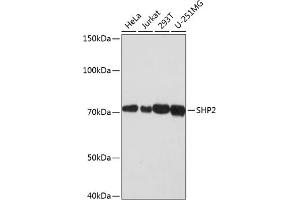 Western blot analysis of extracts of various cell lines, using SHP2 antibody (ABIN7269704) at 1:1000 dilution. (PTPN11 抗体)