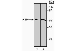 Western blot analysis of HSP-70 using clone 5G10.