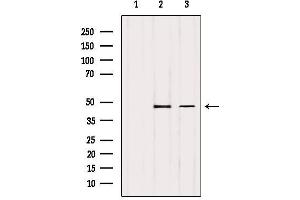 Western blot analysis of extracts from various samples, using TSG101 Antibody.