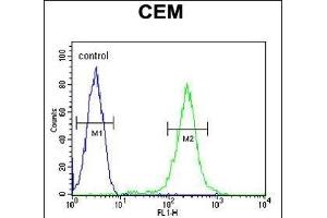 CFP Antibody (Center) (ABIN653898 and ABIN2843141) flow cytometric analysis of CEM cells (right histogram) compared to a negative control cell (left histogram). (CFP 抗体  (AA 197-223))