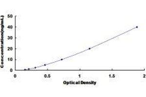 Protein Kinase C, alpha (PKCa) ELISA Kit