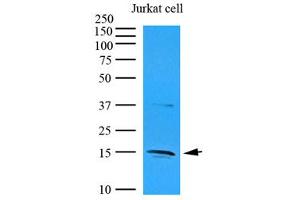 Western Blotting (WB) image for anti-Interleukin 32 (IL32) (AA 1-131), (N-Term) antibody (ABIN487340) (IL32 抗体  (N-Term))
