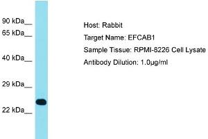 Host: Rabbit Target Name: EFCAB1 Sample Tissue: Human RPMI-8226 Whole Cell Antibody Dilution: 1ug/ml (EFCAB1 抗体  (Middle Region))