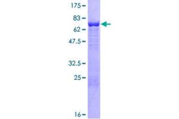 Cytohesin 2 Protein (CYTH2) (AA 1-400) (GST tag)