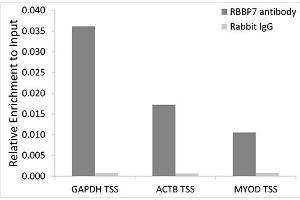 Chromatin immunoprecipitation analysis of extracts of 293T cells, using RBBP7 antibody (ABIN6128621, ABIN6146745, ABIN6146747 and ABIN6217460) and rabbit IgG. (RBBP7 抗体  (AA 1-230))
