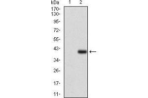 Western blot analysis using CD7 mAb against HEK293 (1) and CD7 (AA: 72-175)-hIgGFc transfected HEK293 (2) cell lysate.