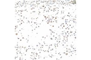 Immunocytochemistry (ICC) image for anti-Lectin, Galactoside-Binding, Soluble, 9 (LGALS9) (AA 305-355) antibody (ABIN7449427)