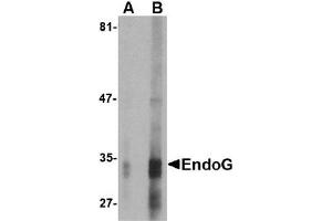 Western Blotting (WB) image for anti-Endonuclease G (ENDOG) (AA 51-140) antibody (ABIN492521)