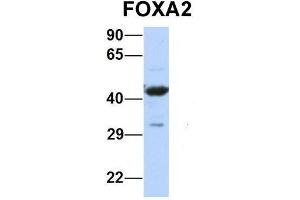 Western Blotting (WB) image for anti-Forkhead Box A2 (FOXA2) (Middle Region) antibody (ABIN2777512)
