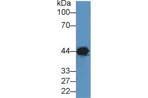 Western blot analysis of Dog Brain lysate, using Rabbit Anti-Dog CKM Antibody (2 µg/ml) and HRP-conjugated Goat Anti-Rabbit antibody (abx400043, 0. (CKM 抗体  (AA 11-367))