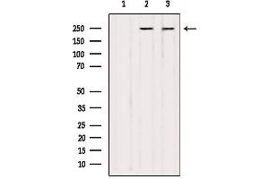 Western blot analysis of extracts from various samples, using NUMA1 Antibody. (NUMA1 抗体  (N-Term))