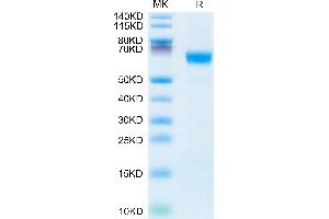 Mouse MFGE-8 on Tris-Bis PAGE under reduced condition. (MFGE8 Protein (AA 23-463) (His tag))