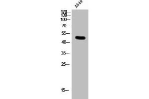 Western Blot analysis of A549 cells using Connexin 47 Polyclonal Antibody (GJC2 抗体  (N-Term))