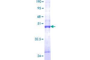 Image no. 1 for Mitochondrial Fission Process 1 (Mtfp1) (AA 1-166) protein (GST tag) (ABIN1311603) (Mtfp1 Protein (AA 1-166) (GST tag))