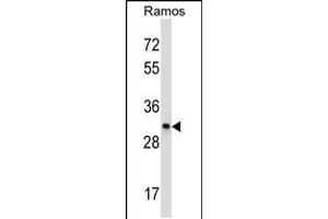 Western blot analysis in Ramos cell line lysates (35ug/lane). (CD27 抗体  (C-Term))