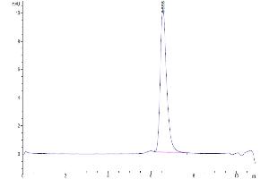 Size-exclusion chromatography-High Pressure Liquid Chromatography (SEC-HPLC) image for Endoglin (ENG) (AA 26-586) protein (His-Avi Tag) (ABIN7274511)
