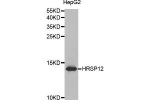 Western blot analysis of extracts of HepG2 cell lines, using HRSP12 antibody. (HRSP12 抗体  (AA 1-137))